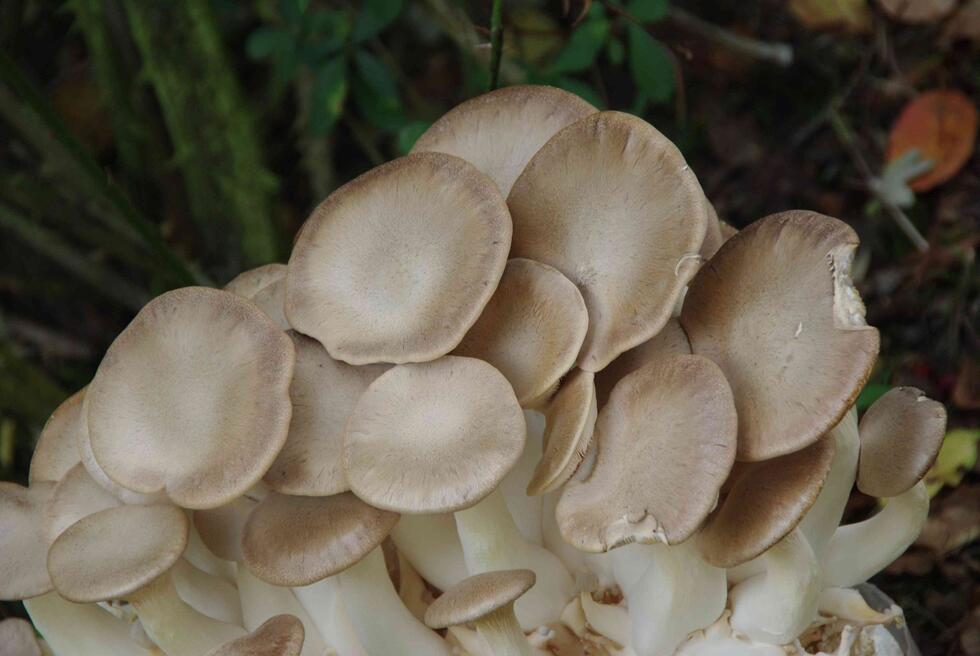 Edible mushrooms for vegetable meat