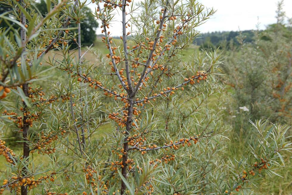 Buckthorn berries at Raess farm