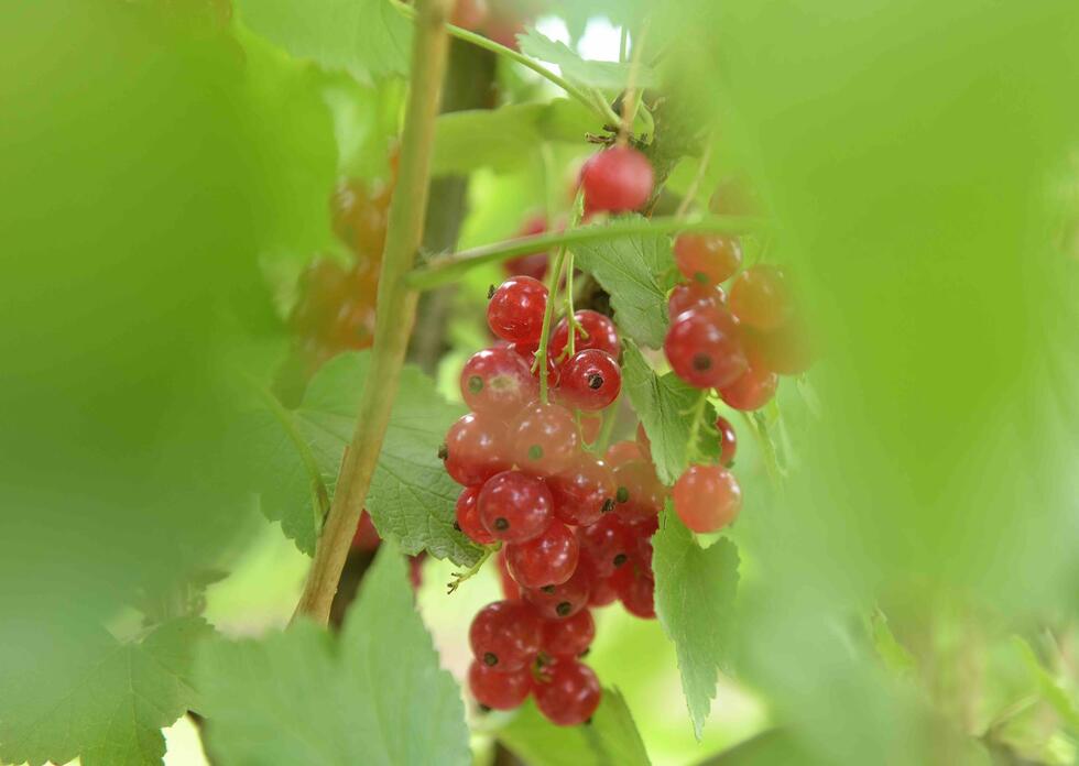 Currants at Raess farm