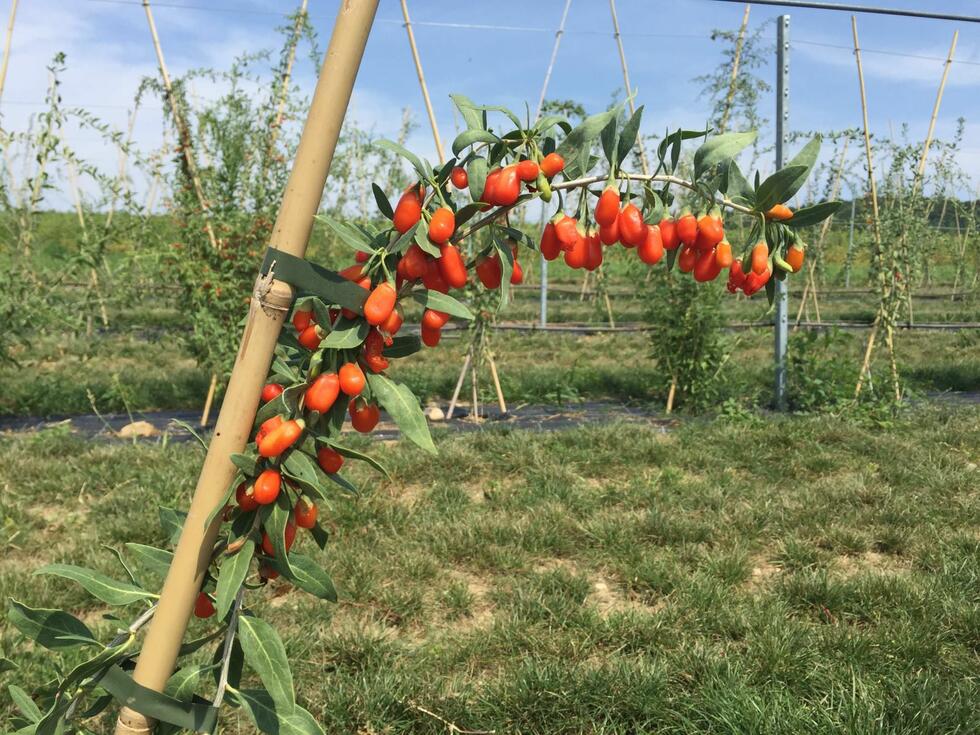 Goji berries at Raess farm