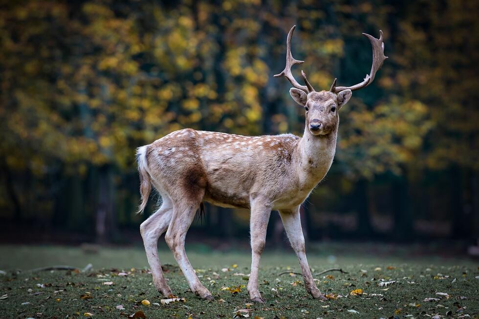 A roe deer next to a forest