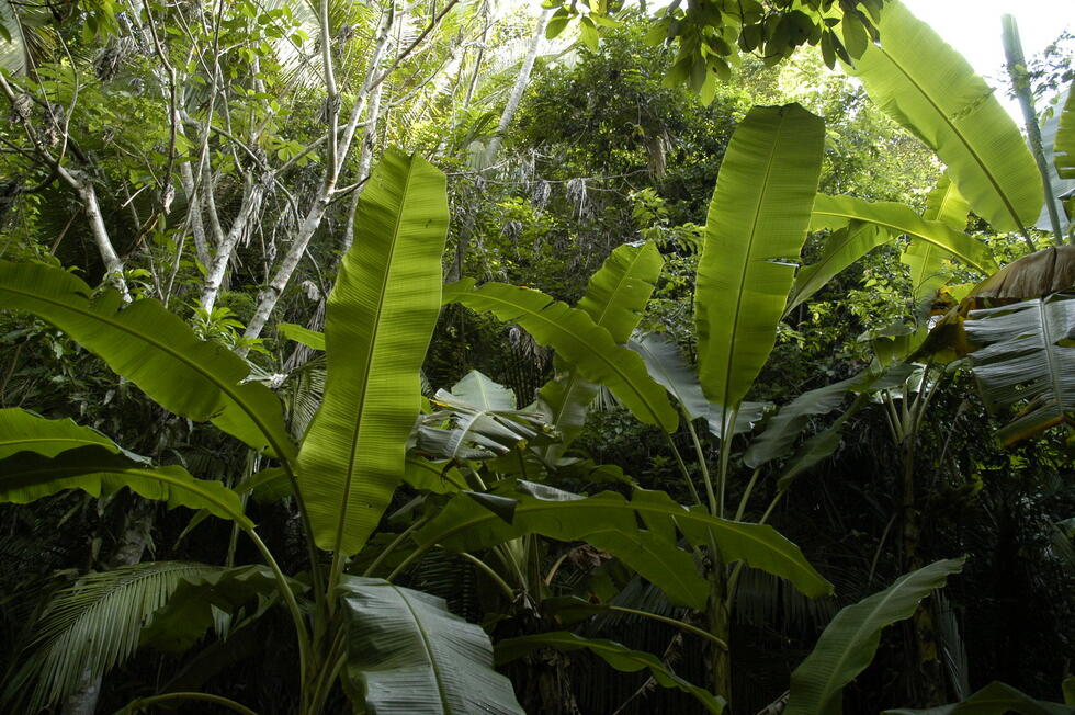 a dense jungle