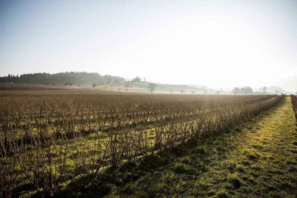 Currant field