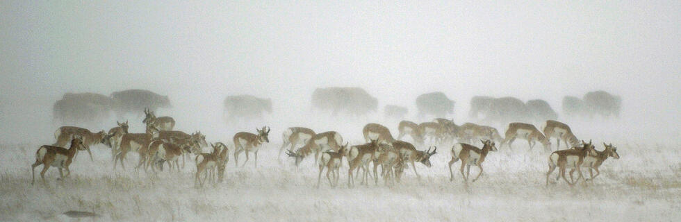 Drawing of an animal horde in nature